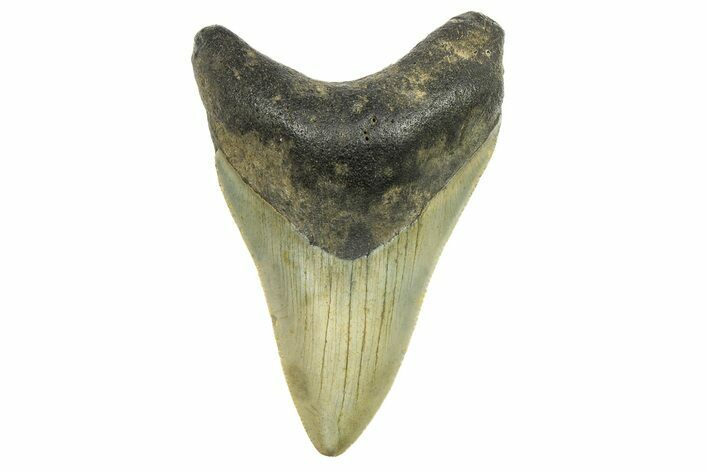 Serrated, Fossil Megalodon Tooth - North Carolina #298838